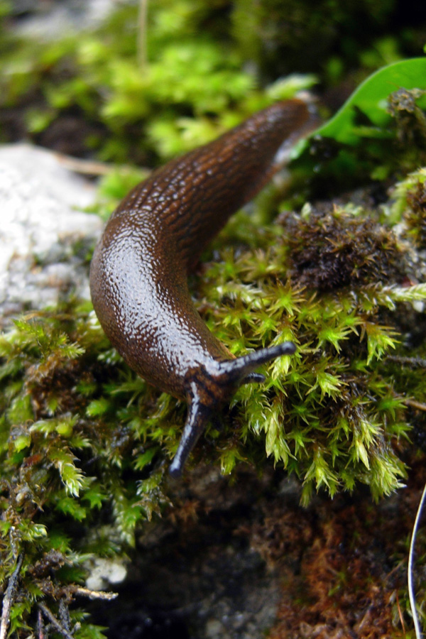 Lehmannia valentiana ? (Arion sp.)